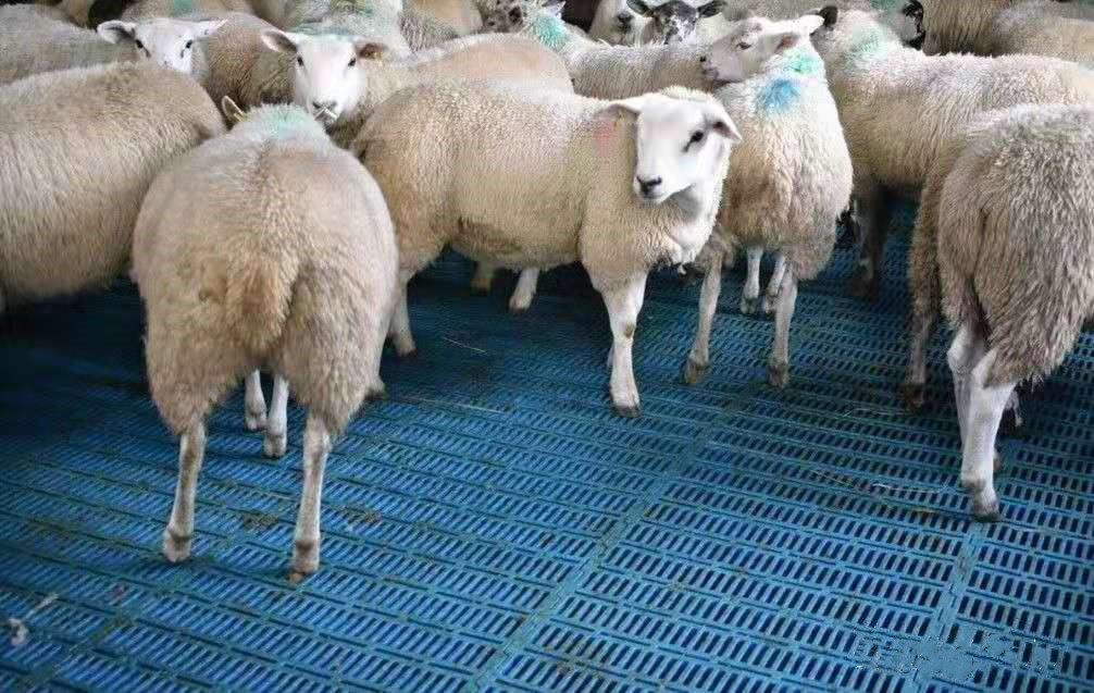último caso de la compañía sobre granja de 1000 ovejas en Gran Bretaña