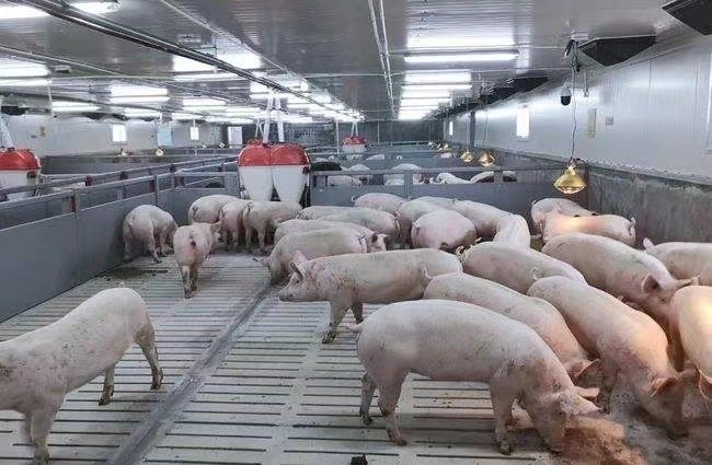 último caso de la compañía sobre granja del cerdo de engorde 3000 en Rusia