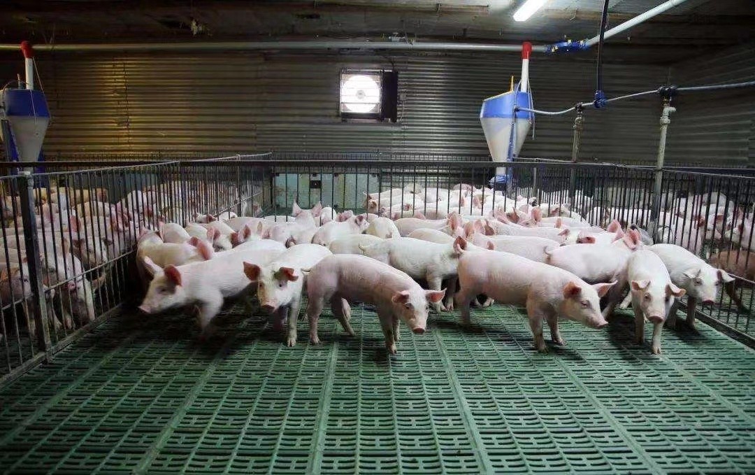 último caso de la compañía sobre granja 2000 del cerdo de engorde en Vietnam