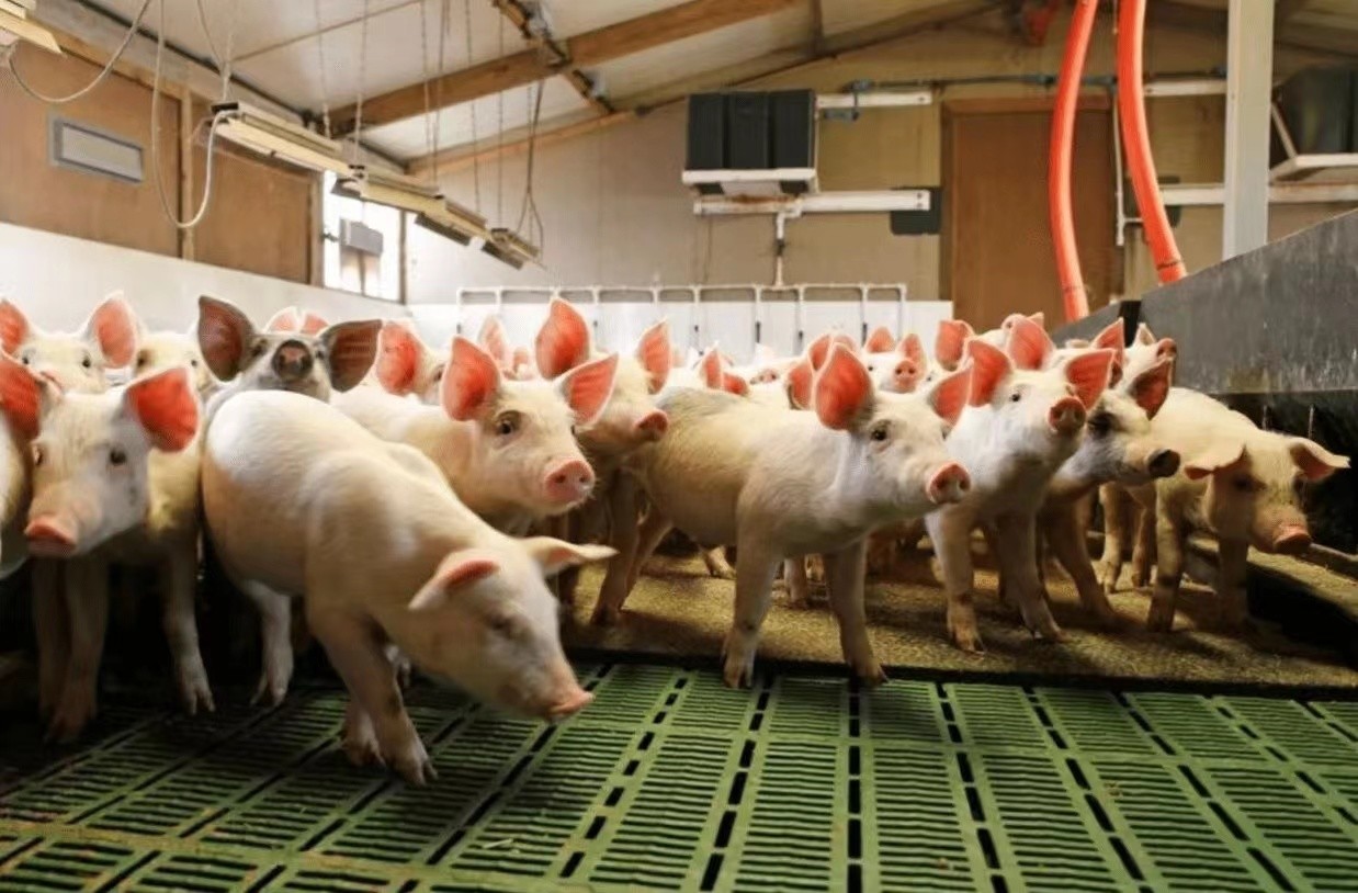 último caso de la compañía sobre granja 2000 de cerdo del cuarto de niños en Italia