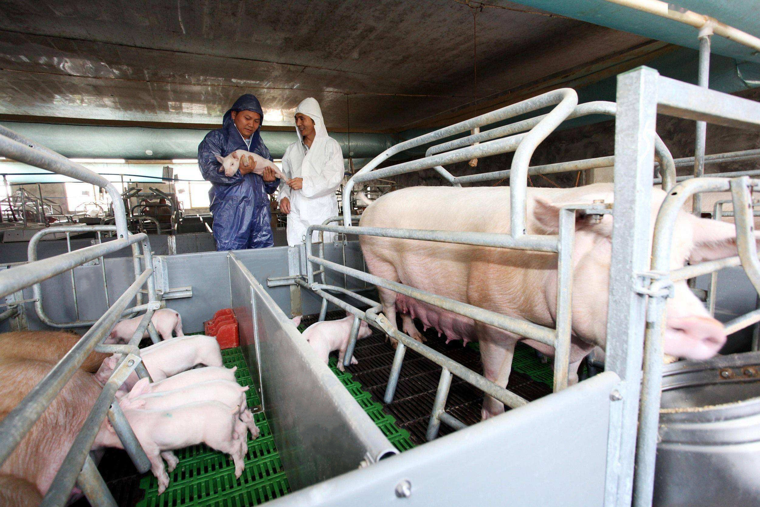 último caso de la compañía sobre 1000 cerdas cultivan en China