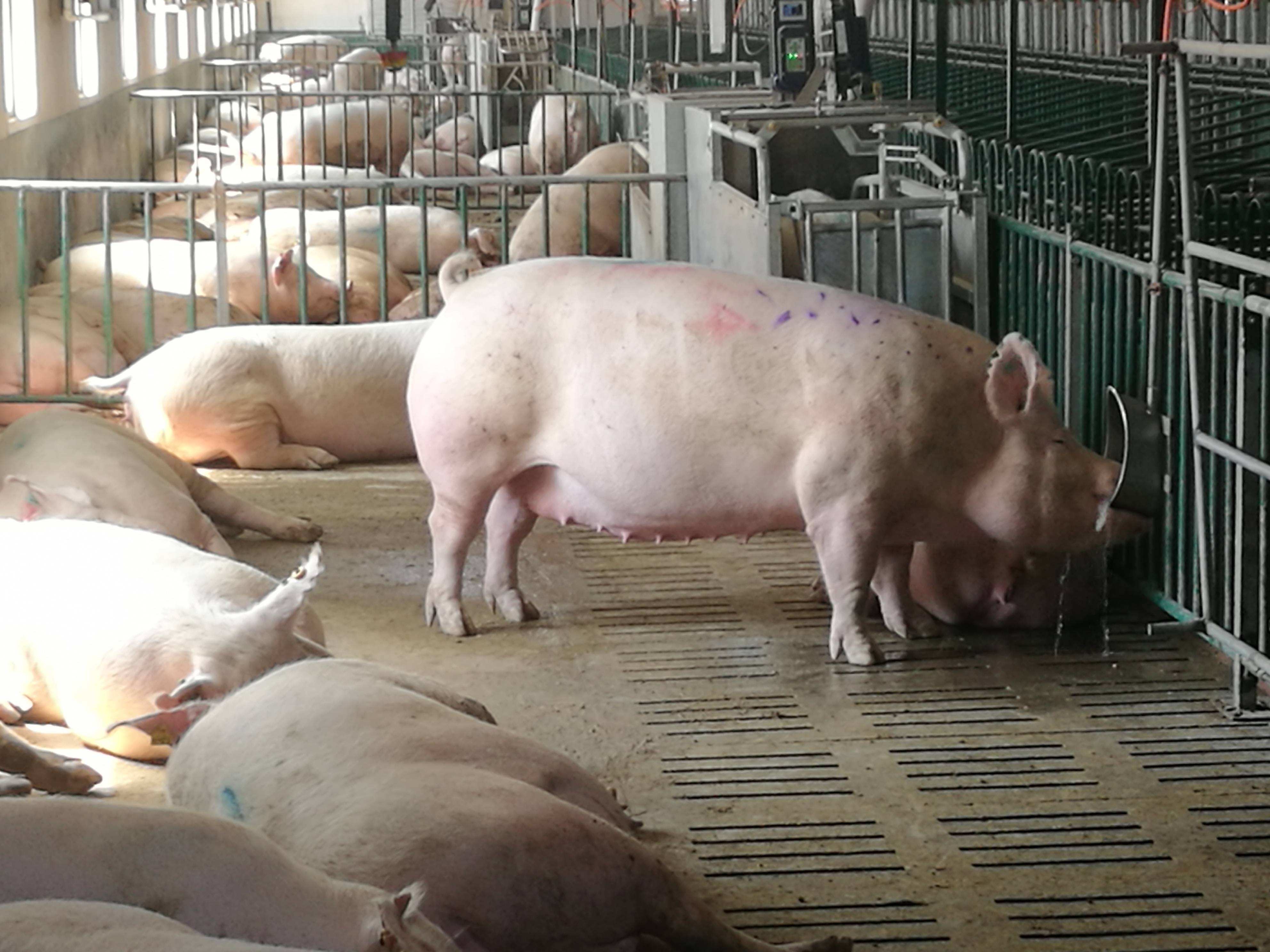 último caso de la compañía sobre granja de cerdo de acabado 2500 en Thailland