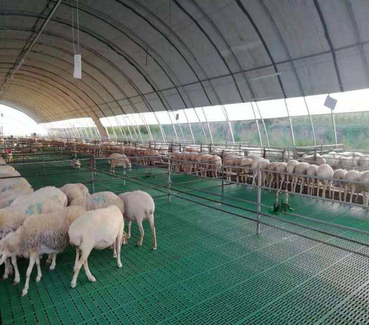 último caso de la compañía sobre granja de 3000 ovejas en China