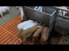 Equipo de la alimentación de ganado del cerdo del destete alimentadores de acero inoxidables del cerdo